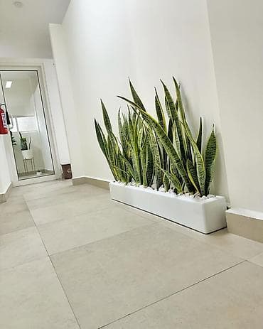 xlorofitum bitkisi: Fiberglass uzun düzbucaqlı dekorativ dibçəklər - Material: yüksək — 2