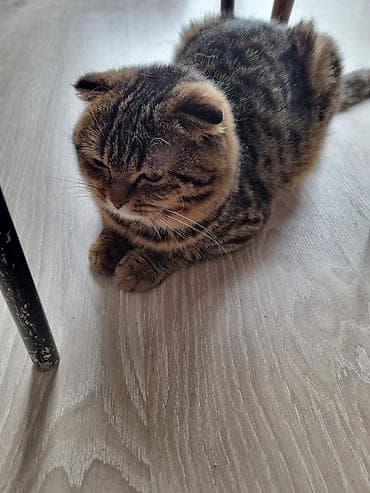 menks pisikleri: Tabbi — 3