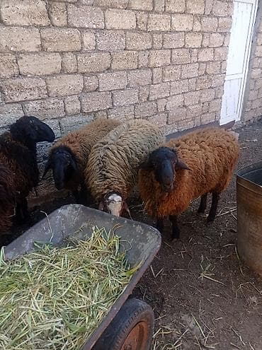 qax heyvan bazar: Erkək, Qala, il: 1, 55 kq, Damazlıq, Ətlik, Ünvandan götürmə — 6