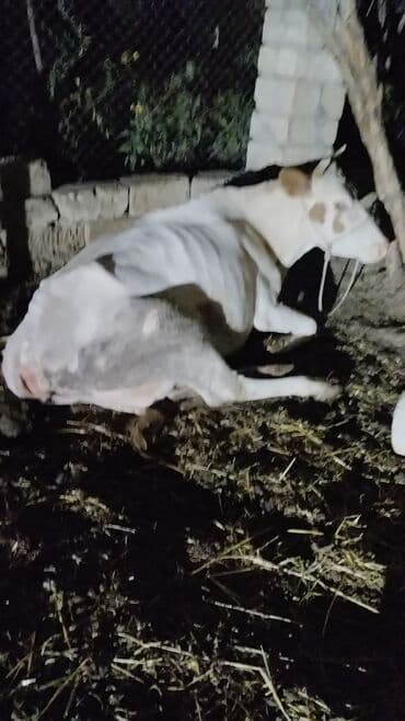 cins dana: Məhsul: İnək (iribuynuzlu heyvan) Xüsusiyyətlər: - Rəng: Ağ-krem — 1