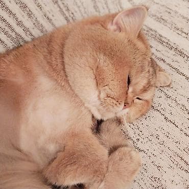 Pişiklər: Qızıl şinşilla, Erkək, Cütləşmə üçün — 7