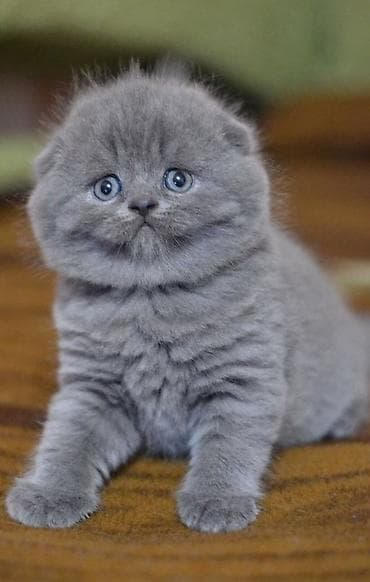 Şotland, Dişi, Yaxşı əllərə, Ödənişli çatdırılma