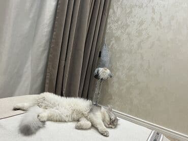 İtlər: Şinşilla, Dişi, Yaxşı əllərə — 4