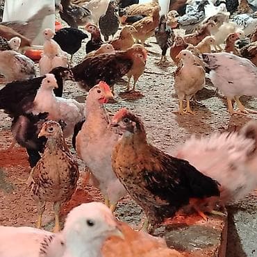 yetim quzular: Toyuq cücələri, Damazlıq, Ünvandan götürmə — 6