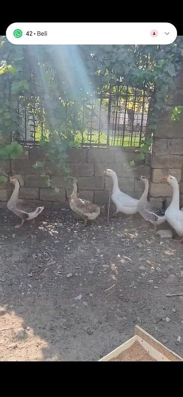 quş: Satlıq qazlar. Linda qazları 5denedir — 2