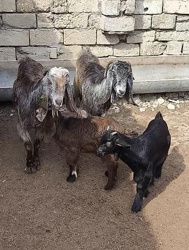 keci seki: Təmiz orginal hələblər satılır hələb balaynan olan 5 ci balasıdı — 5