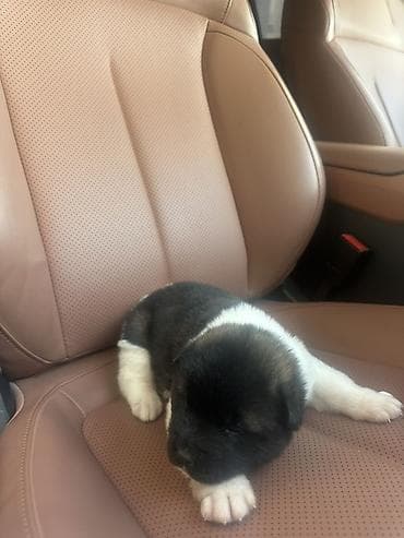 itlerin satişi: Akita-inu, 1 ay, Peyvəndli, Ünvandan götürmə, Pulsuz çatdırılma, Ödənişli çatdırılma — 2