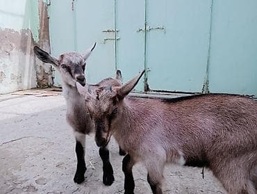 Məhsul: Cüt balaca keçi ( oğlaq ) Təsvir: - Eyni yaşda iki oğlaq