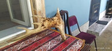 keçi ətinin qiyməti: Qiymət 200manatır real alıcıya endirim olunacaö — 3