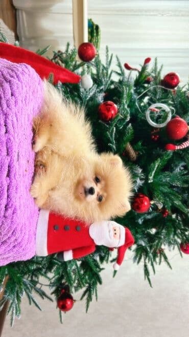 itlər balaca: Şpitz, Erkek, Peyvəndli, Ünvandan götürmə — 3