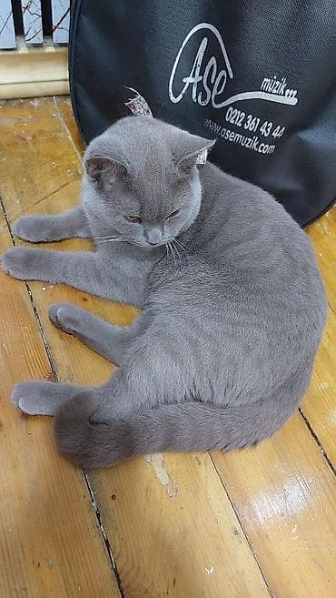 pişik ucun sumka: Şotland, Erkək, Yaxşı əllərə, Ödənişli çatdırılma — 4