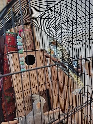 papuqay type 1: Kakadu nimfa (Cockatiel) quşları – qəfəs və aksesuarlarla birlikdə. - — 1