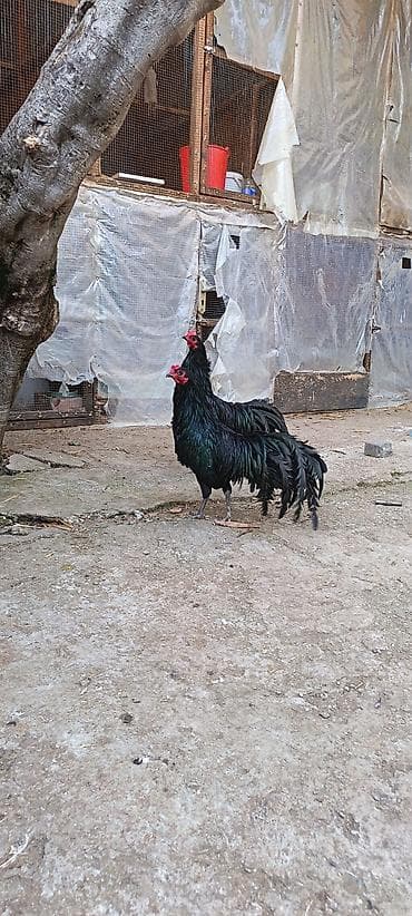 buqelemun satilir: Satılır: Sumatra qara rəngli uzun quyruqlu xoruzlar bir ədədi 80azn — 4