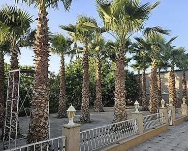 palma satilir: Satış üçün: Landşaft üçün Waşinqton/palma ağacları - Növ: Dekorativ — 4