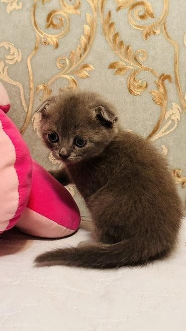 it ucun evlər: Şotland yastı qulaq — 1