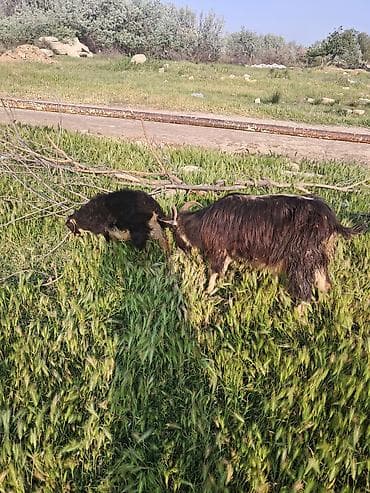 sudlu keci: Ana bala keci balasi erkeydi — 2