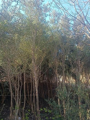 Zeytun tingləri – açıq sahə üçün - Növ: zeytun (Olea europaea) -