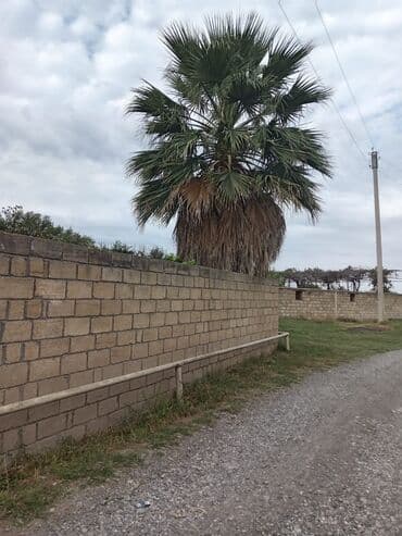 i̇sti pol: Mexikan fan xurması (Washingtonia robusta) – həyət və bağlar üçün iri — 1