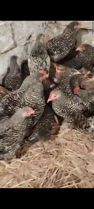 Kabrolar: Xarkovlar 140 günlük, Maştağa Əsl damazlıq 1 günlük hər növ cücə — 4