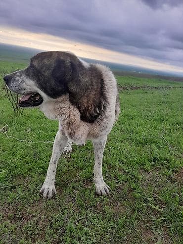 alabay itləri: Alabay — 3