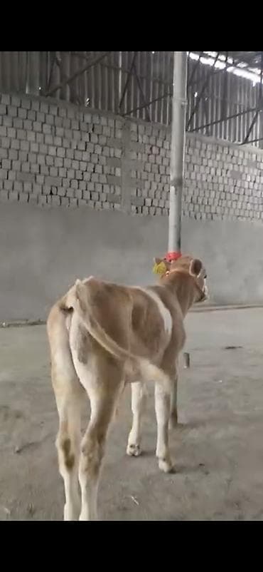 Digər heyvanlar: 2 ay yarimliq temiz saf qan simental dana erkək prablemi yoxdu yem ot — 3