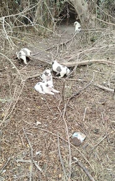 Gəmiricilər: Ağ-qara ləkəli balaca it balaları - Cins: qarışıq - Rəng: əsasən ağ — 1