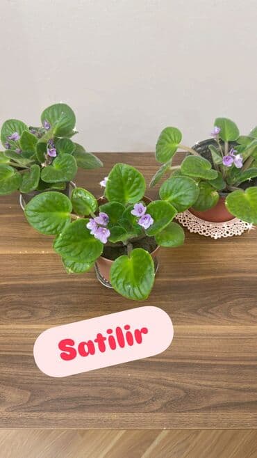 dibçək gülləri satışı: Benovseler satilir 5 azn — 1