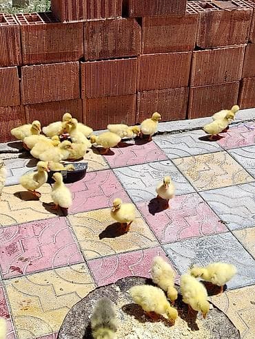 cuce ucun su qabi: 5gunuy qaz bala var satıq xacmazdadı qiymət 8.manat vasapa 0554626380 — 3