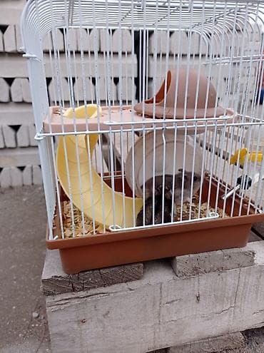 Hamster üçün tam dəstik qəfəs - Material: ağ rəngli metal