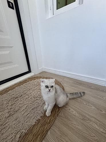 Satılır bala gümüşü şinşilla şotland, yaşıl gözlü. Aprelin 14-ü — 5
