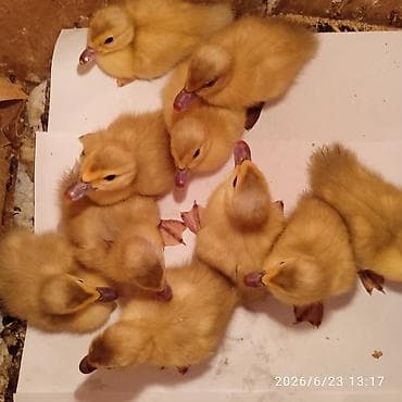 qus bazari bakida: Lavanda lal ordeyin balalari satilir .7manat.Unvan kurdexani .055 201 — 1