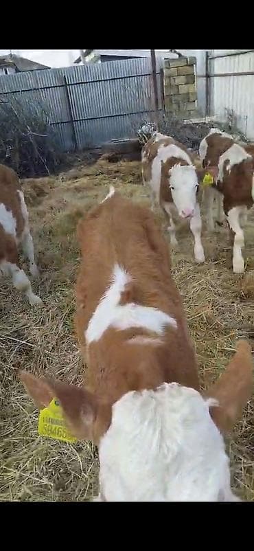 mal yatagi: 6 dene semetalı.bizo satlır 3 erkeki 3 dişi.2 aylıq bizolardı.emi ot — 2