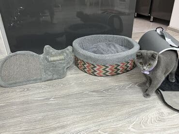 pisik cutlesdirmek: Şotland yastı qulaq, Dişi — 4