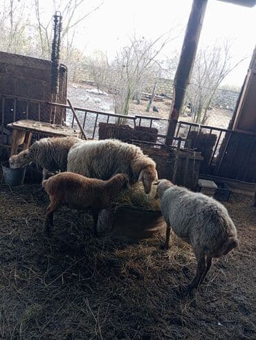 Inəklər, öküzlər: Erkek quzular 15.18.20.kilouq quzular — 2