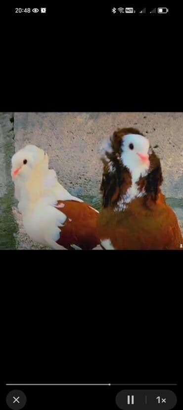 Salam adi yakabindi 5denedir 2sin 50manata verirem 3erkey 2disi qalib