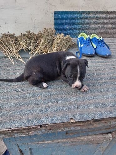 dişi pitbul: Pitbul, 1 ay, Dişi, Ödənişli çatdırılma — 9