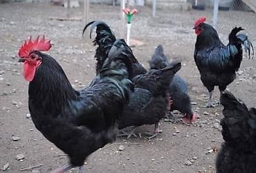 Avstralorp cinsinin yumurtaları