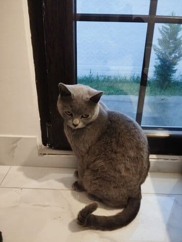 Gəmiricilər: Britan, Erkək, Yaxşı əllərə, Pulsuz çatdırılma — 5