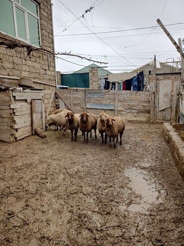 Erkək quzu satılır