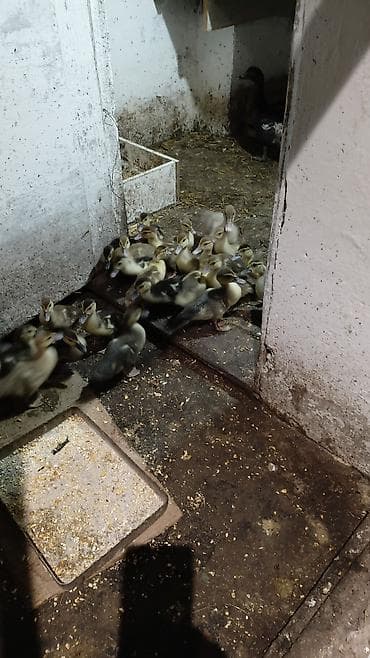 bildircin az: Balacalar 8 manat . boyukler 10 manat . qiymet sondu . Mallar: Ördək — 2