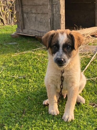 basenc itləri: Alabay, 1 ay, Erkek, Cütləşmə üçün, Ünvandan götürmə — 14