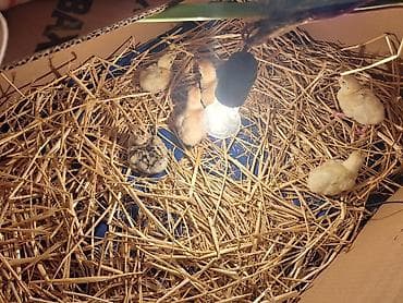 Süni ana altında saxlanılan cücələr - İşıqlı brooder/qutu daxilində