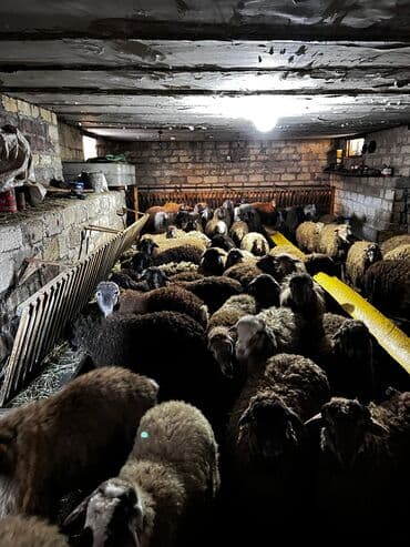 beyləqan sortu qoyun və quzuları: Erkək, il: 1, 45 kq, Ətlik, Ünvandan götürmə — 7