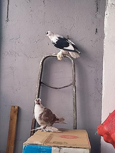 goyercin aliram: Ən ideallardan biri göyərçinlər satılır barter edilir toyuq xoruz və s — 4