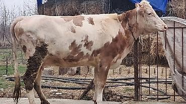 Heyvanlar üçün mallar: Birinci qarına doğub 25 günlük süni mayalanmadan olan balası yanında — 7