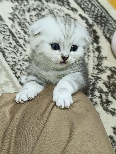 sfinks pişik: Şotland yastı qulaq — 6