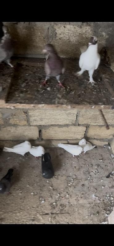 turac quş: 20 dene Heyvandı — 4