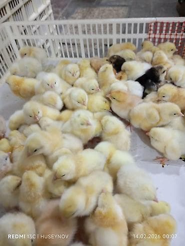 heyvan derisi: 15 günlük süper lider cucesi vaxsinadiyalari verilib Saba lasota — 10