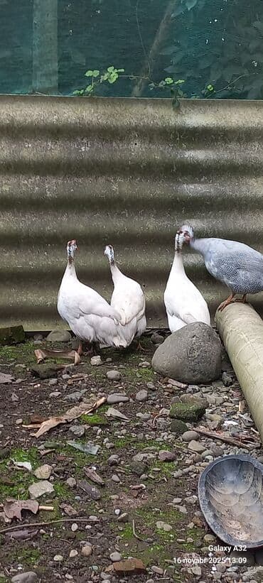 at yəhər: Toyuq, Damazlıq — 1