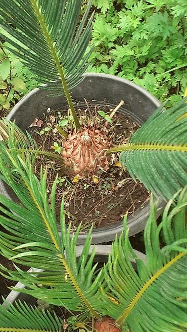 qizilguldu roza: Bitki: Cycas revoluta (Saqo xurması) – qablarda Təsvir: - Tropik — 1